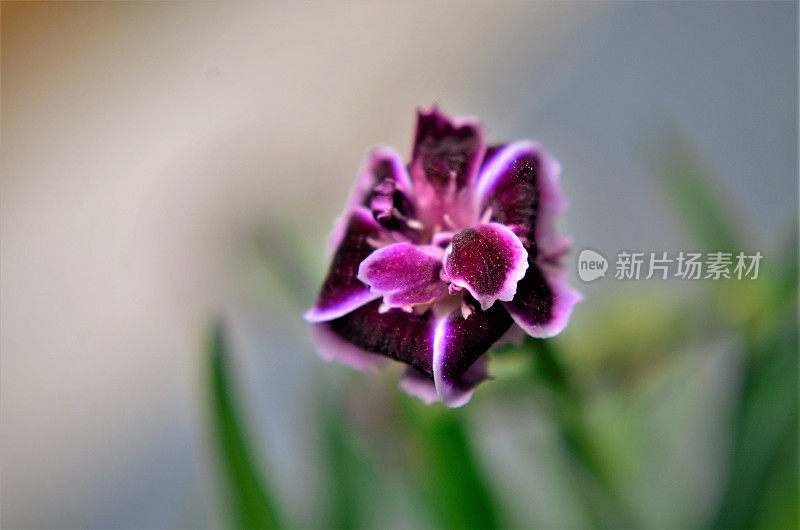 小花石竹(Dianthus chinensis)的花蕾开花